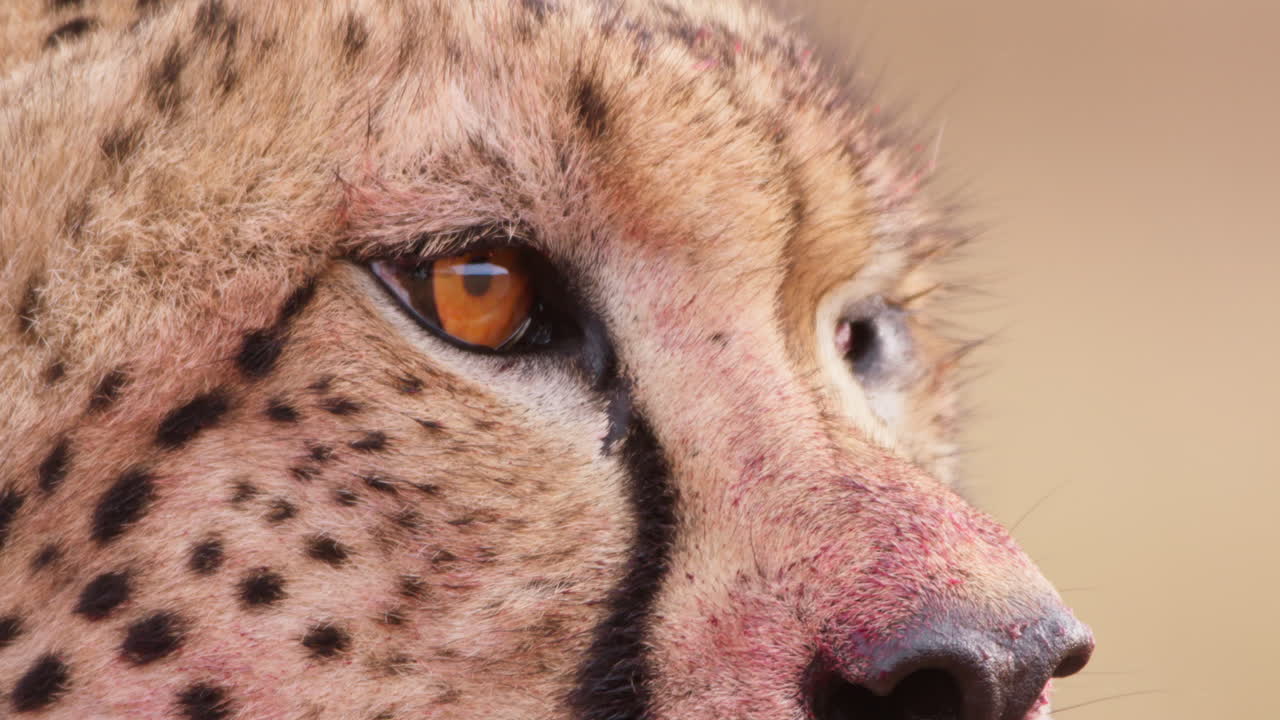 Extreme close up shot of a monocular cheetah's head looking around
