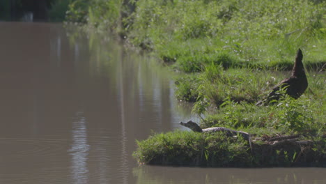 a young alligator and a creole duck sharing space near the river