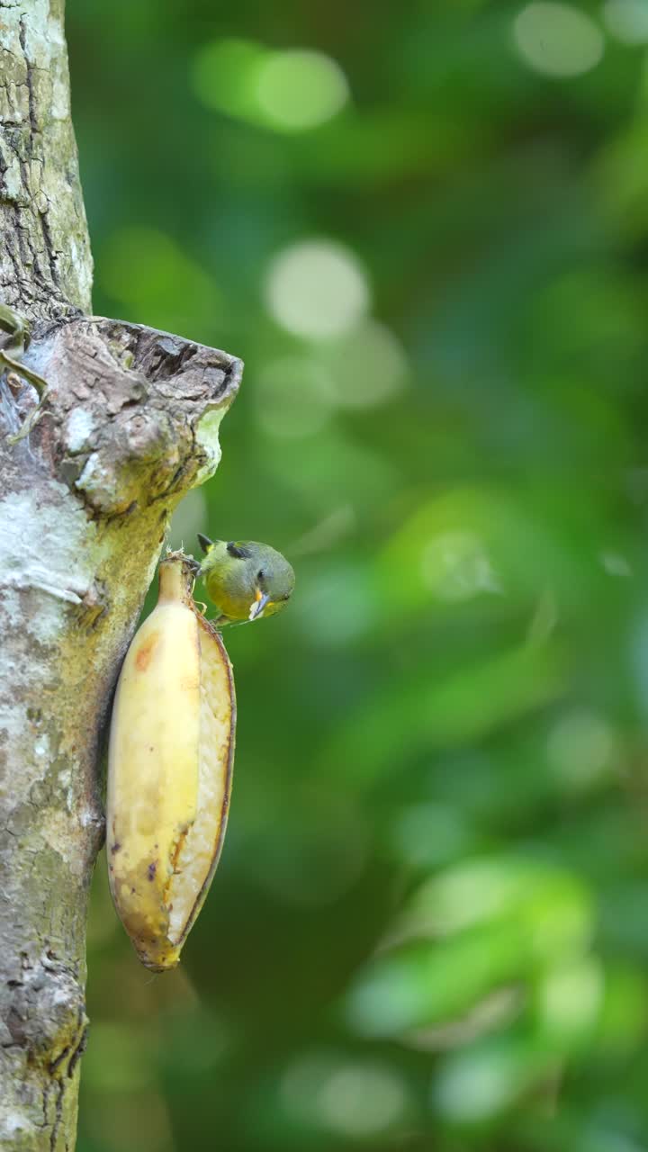 Small Bird Eating a Banana on a Tree