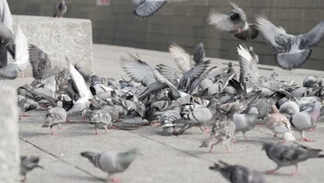 Palomas-Capturadas-En-Cámara-Lenta-Mientras-Picotean-Comida