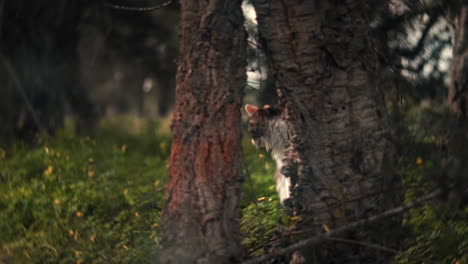 calico cat behind a tree in an animal shelter