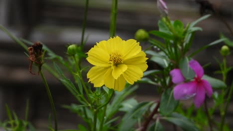 Amur-adonis-flower-beautiful-green-