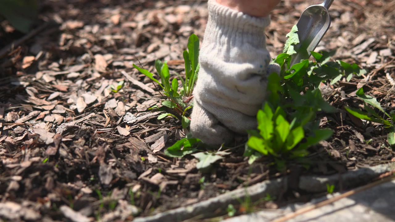 Närbild på grönt ogräs och unga plantor som sprider sig genom en täckbarkad rabatt, med en metallpåle synlig uppe till höger. Starkt naturligt solljus.