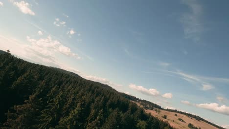 flying with fpv racing drone in the tree tops of a beautiful spruce forest and descending towards a herd of hucul horses grazing on a pasture in the village of sihla, central slovakia