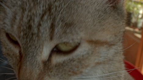 close up of a cats nose