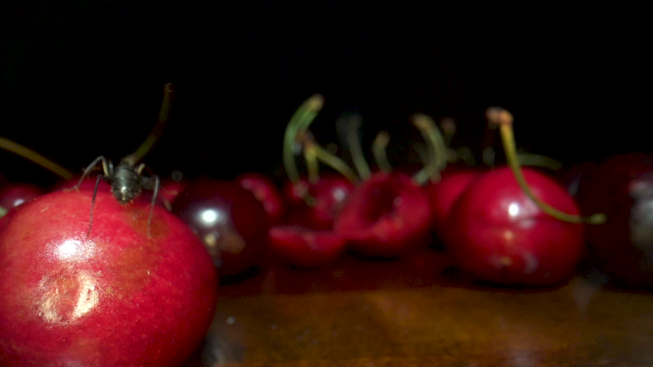 Extreme close up of Arthropod carpenter ant Abdomen crawling on red food. macro static shot