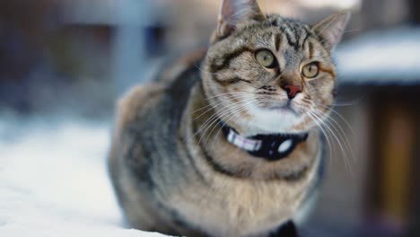 adorable and pretty cat is observing its surroundings with its curious green eyes and grey fur, close up with background blur on a lazy afternoon in the snow in winter