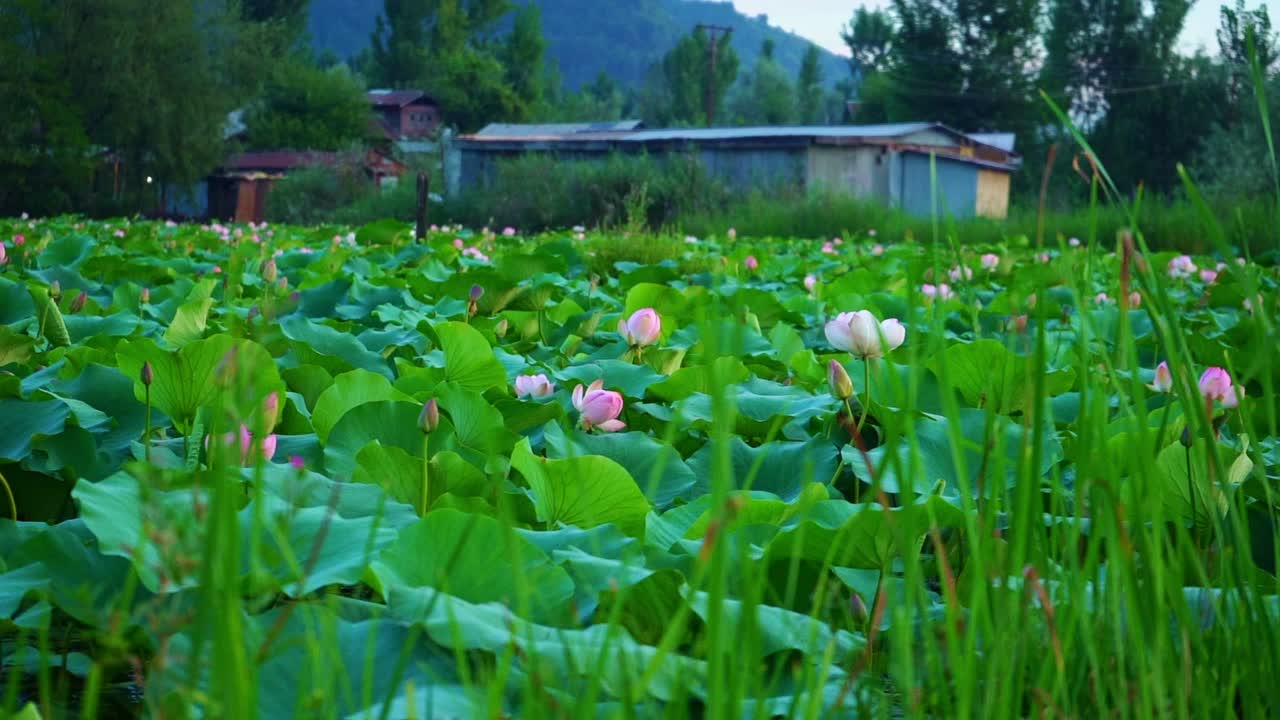 봄 동안 nelumbo nucifera의 광활한 풍경의 경치