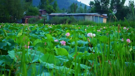 scenic view of vast landscape of nelumbo nucifera during spring