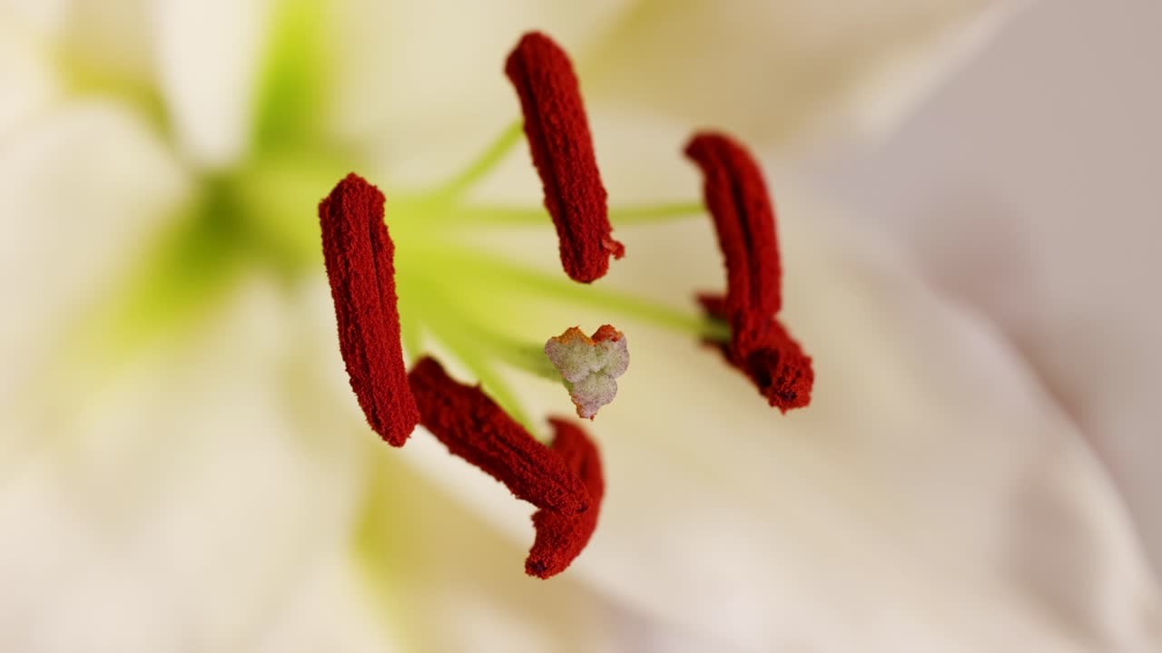 Detailed close-up of lily flower parts, highlighting stamens and pistil with soft lighting and shallow depth of field