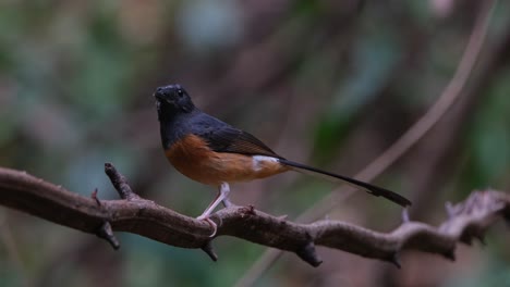 facing to the left, turns its head to look up while the camera zooms out and slides to the left, white-rumped shama copsychus malabaricus, thailand