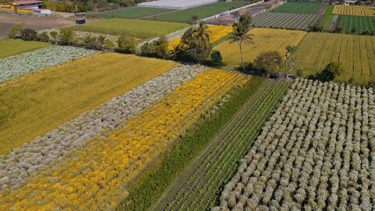 Un drone si inclina verso l'alto dal tetto di una fattoria e vola in avanti sopra file colorate di colture fiorite di calendula gialla e bianca che crescono in campi agricoli a Nashik, Maharashtra, India.