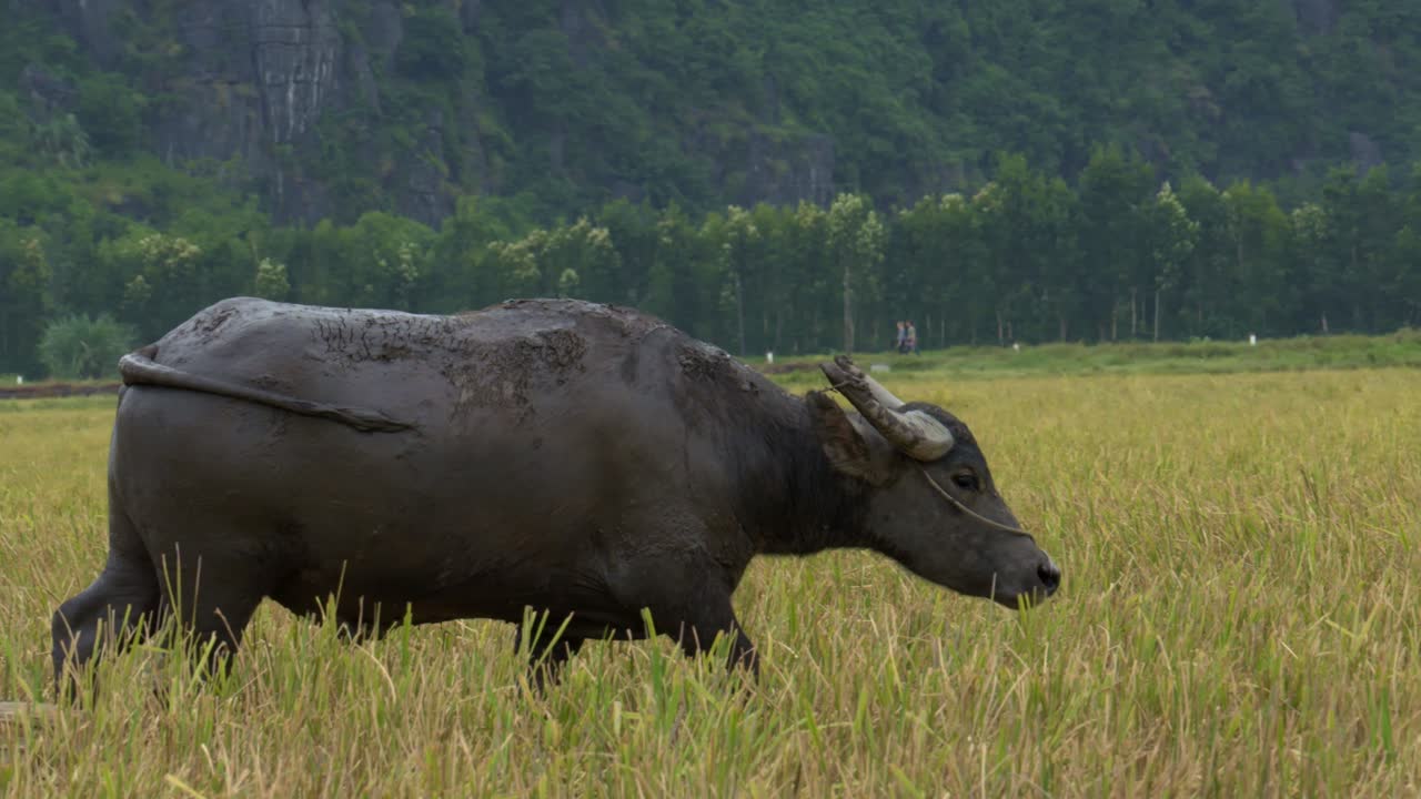 Vietnamese water buffalo walks in Slow Motion through a ricefield, pan