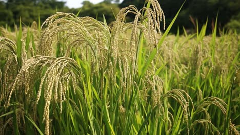 golden rice field