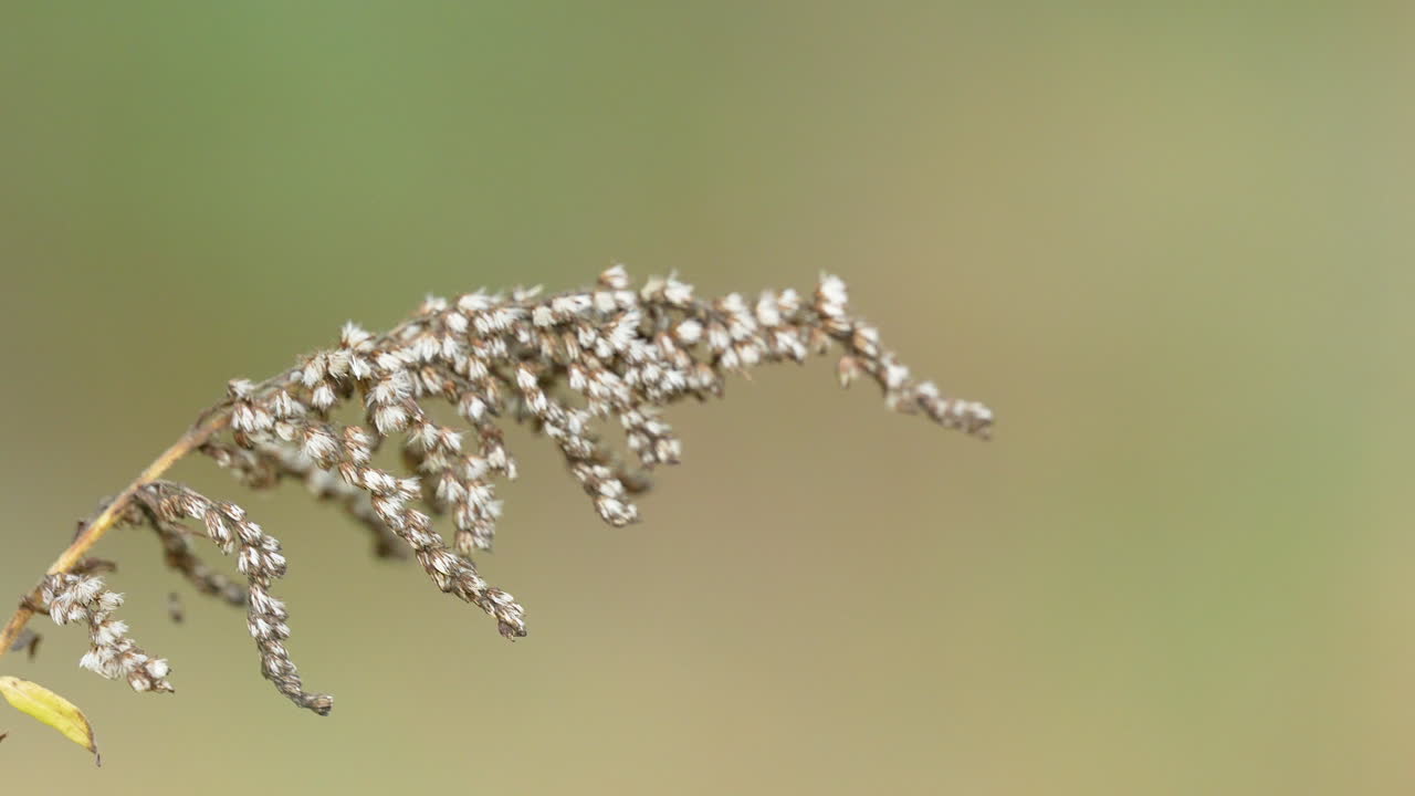 부드러운 녹색 배경에 씨 어리가있는 섬세한 건조한 식물 줄기