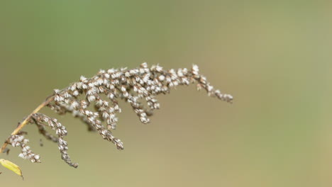 Delicate-dried-plant-stalk-with-a-cluster-of-seeds-against-a-soft-green-background