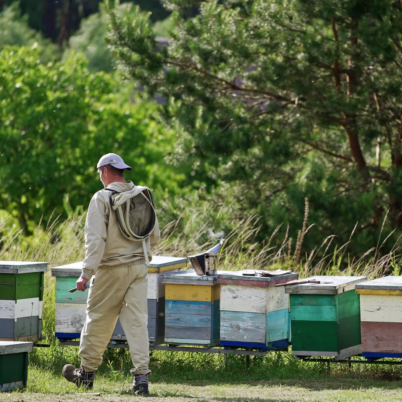 Male apiculturist walks up to the wooden hives in his bee farm. Beekeeper choosing the hive to check. Beautiful nature backdrop