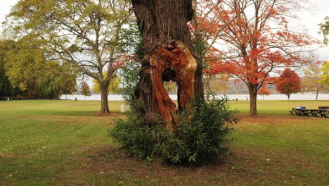 tiro bajo y lento de un árbol viejo con un enorme agujero en el tronco, con un velero blanco - el río hudson en el fondo en croton point park, en el pueblo de croton-on-hudson, nueva york
