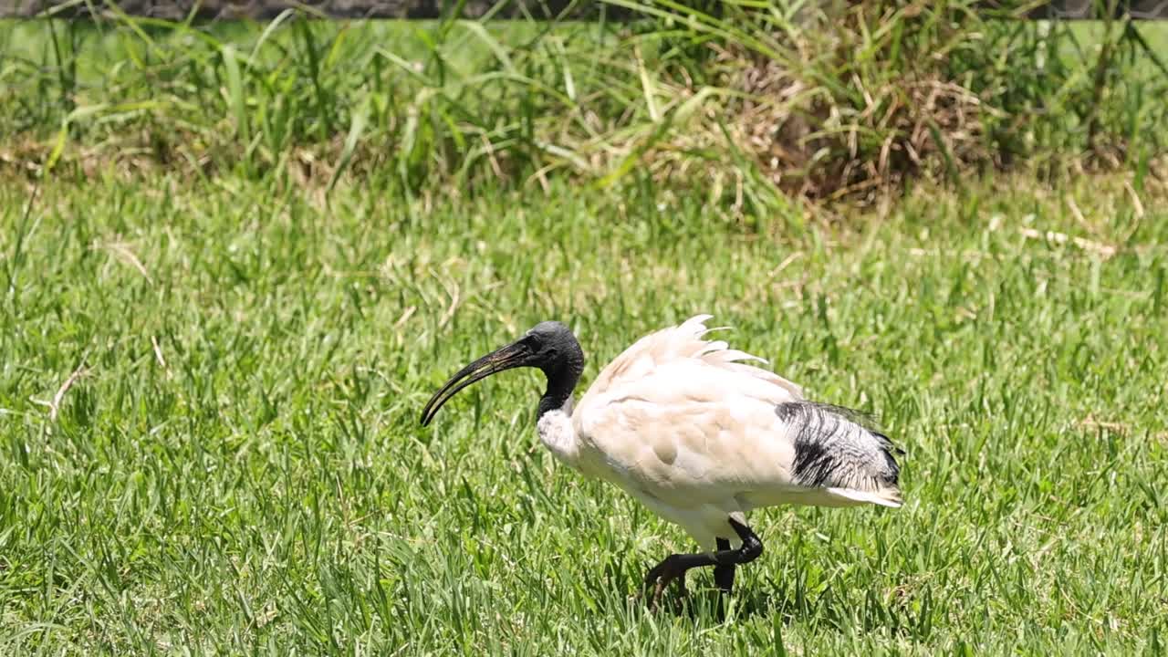 이비스는 잔디에서 고 는다.
