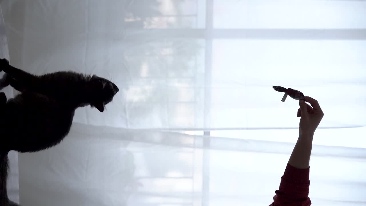 털이 많은 회색 고양이가 공중에 뛰어들어 장난감을 잡고, 고양이는 주인과 놀고 있다.