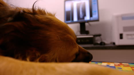 dog lying on an operation table