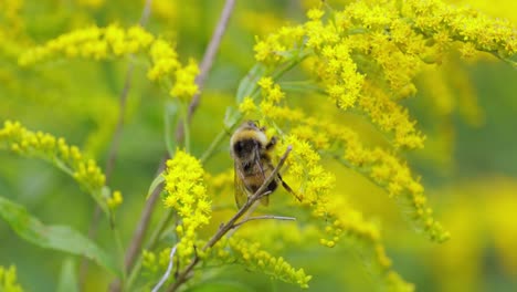 Shaggy-Bumblebee-pollinating-and-collects-nectar-from-the-yellow-flower-of-the-plant