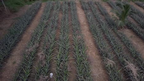 volando sobre la granja de piña con cultivos en crecimiento en la zona rural de phuket, tailandia