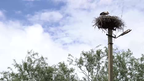 wide shot of a relaxed stork in his nest protecting it