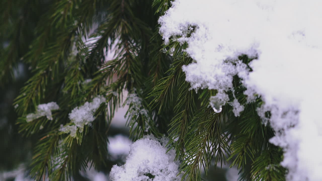 ramas de árboles de coníferas cubiertas de nieve en el primer plano del bosque