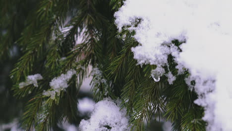 coniferous-tree-branches-covered-with-snow-in-forest-closeup