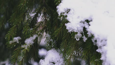 coniferous tree branches covered with snow in forest closeup