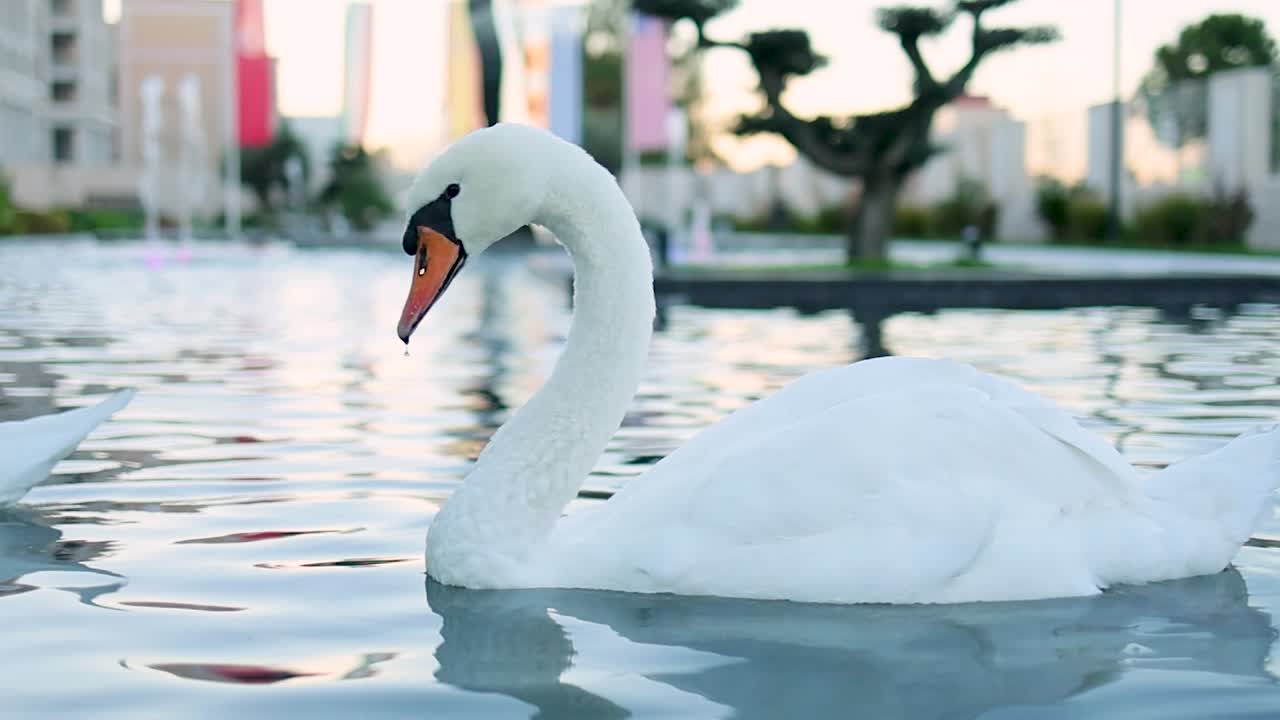 hermoso cisne flotando en cámara lenta en una fuente urbana con gotas de agua cayendo del pico