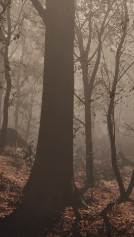 misty forest path