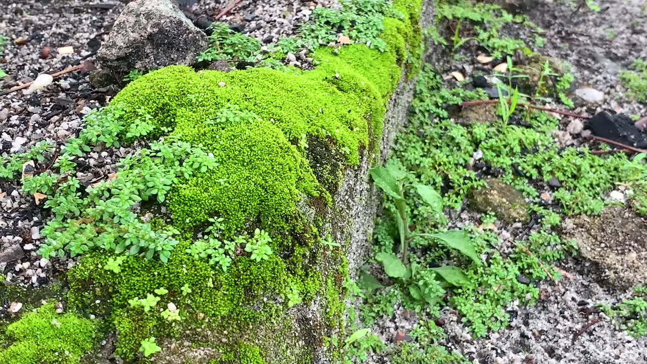 musgo verde cubriendo la roca