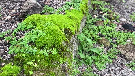 green moss covering the rock