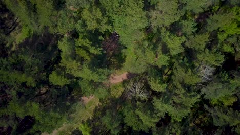 aerial birdseye view of the north european pine forest tree tops, lush green pine trees, calm sunny day, pathway, wildlife nature landscape, wide angle drone shot moving forward