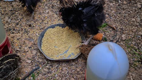 small black chicken and partridge bird