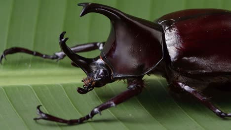 detalle macro de cabeza y cuernos de especies de escarabajo dynastinae