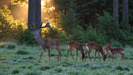 deer family at sunrise in forest