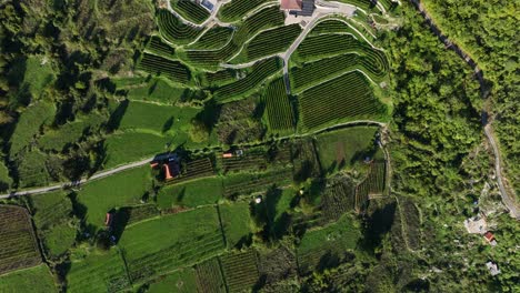 Aerial top-down view of lush green fields and terraced landscapes near Skadar Lake, Balkans.