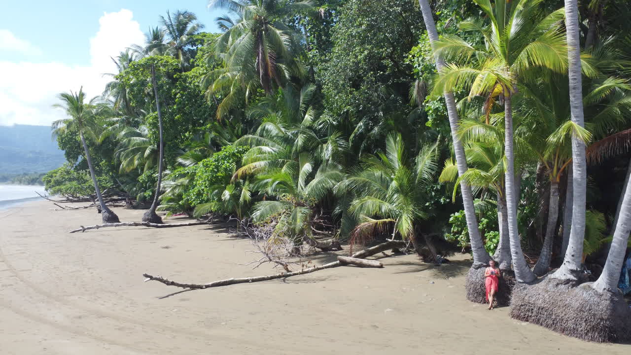 vista aérea giratoria de una turista relajándose contra una gran palmera en una playa en el parque nacional de marino ballena, costa rica