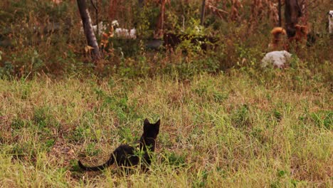 Eine-Schwarze-Katze,-Die-Die-Um-Den-Busch-Herumstreunenden-Hunde-Anschaut,---Halbtotale