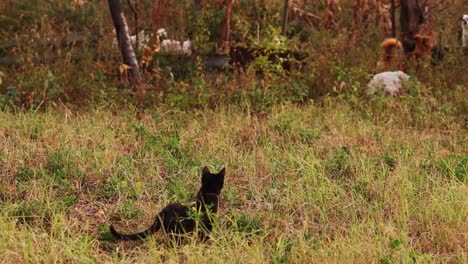 a black cat looking at the dogs roaming around the bush, - medium shot