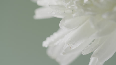 Video-of-close-up-of-white-flower-with-copy-space-on-green-background