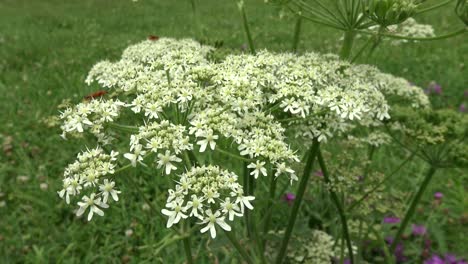 Einige-Weiße-Wildblumen-Auf-Einer-Wiese,-Die-Im-Wind-Zittert