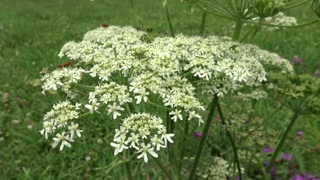 algunas flores silvestres blancas en un prado temblando en el viento