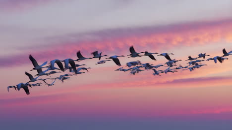 flock of birds flying in formation against a colorful sunset sky