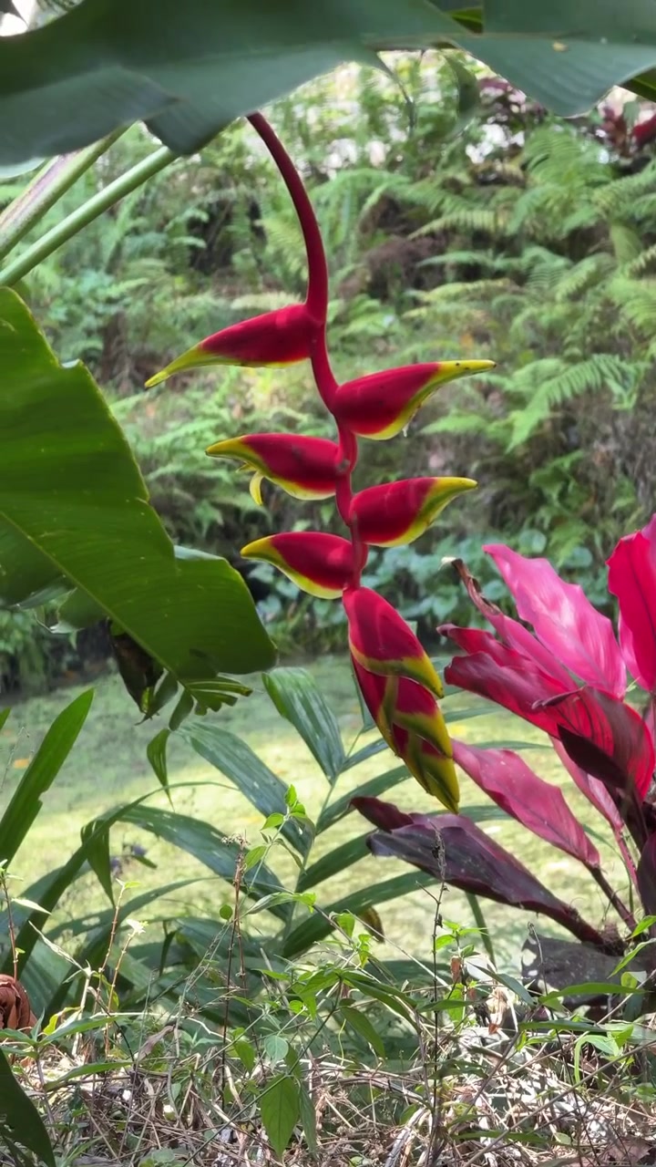 Fiore di Heliconia vivace che sboccia in un lussureggiante giardino tropicale