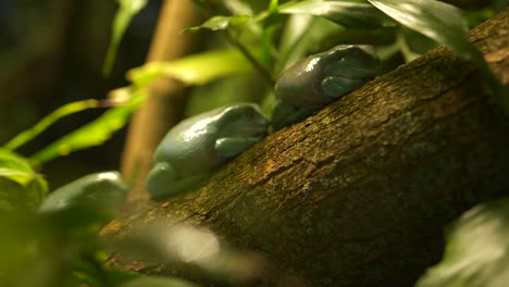 ranas arborícolas del blanco durmiente - 4k australiano