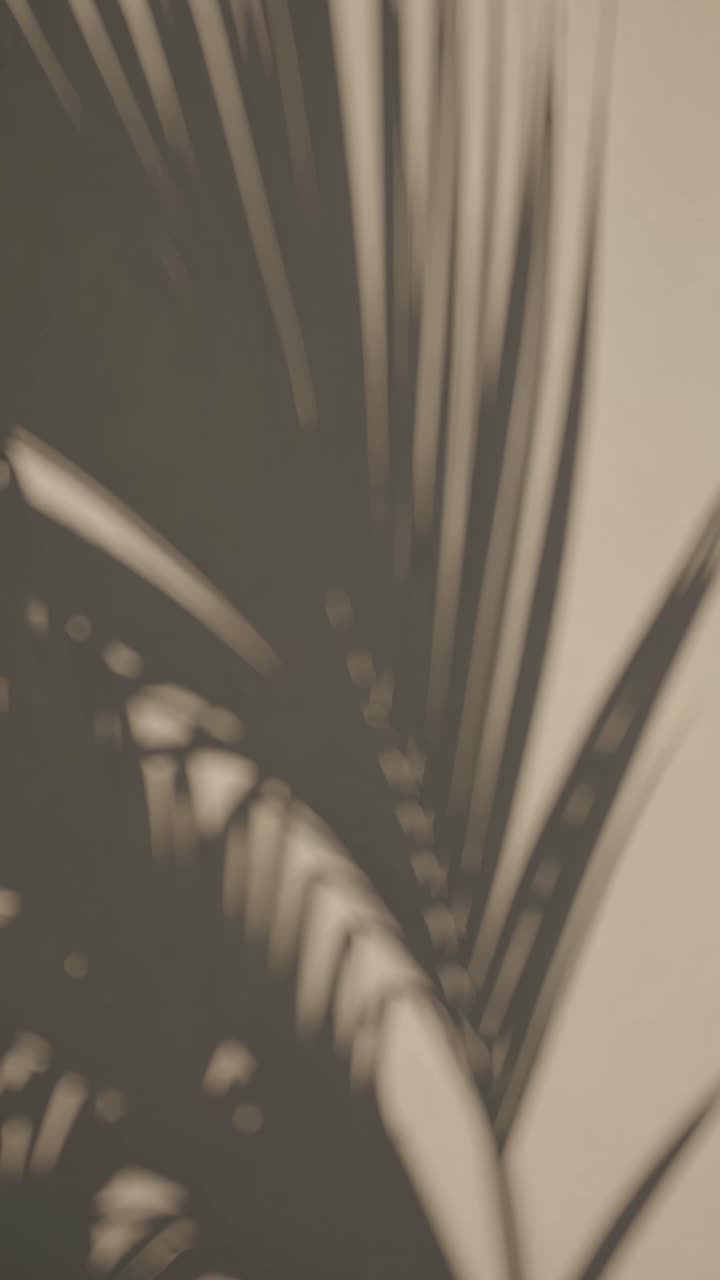 Abstract video concept with soft focus palm leaf shadows on a beige wall